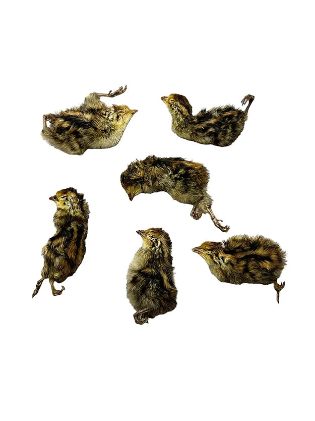 Dehydrated Whole Prey Quail Chicks- XS Day Old Hatchling